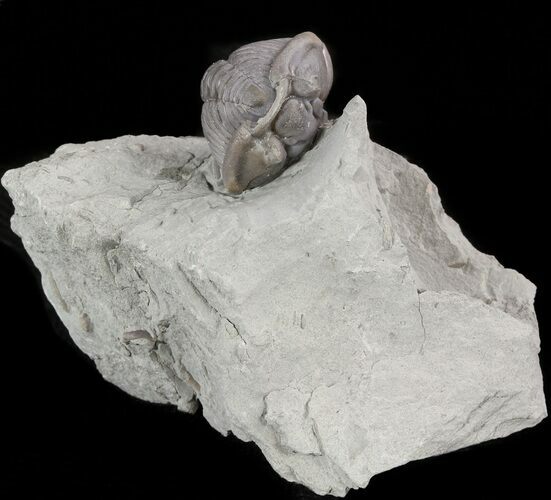 Enrolled Flexicalymene Trilobite - Ohio #47306